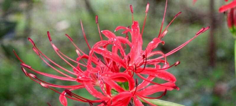 彼岸花（揭开彼岸花的花语之谜）