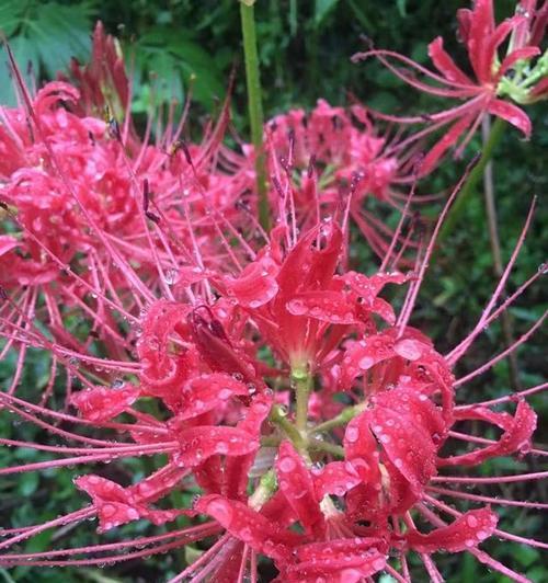彼岸花（探寻彼岸花的神秘意义与文化内涵）