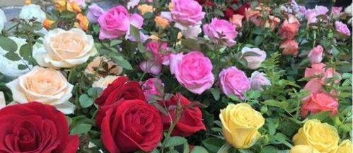 不同颜色玫瑰花的花语（揭秘玫瑰花背后的情感世界）