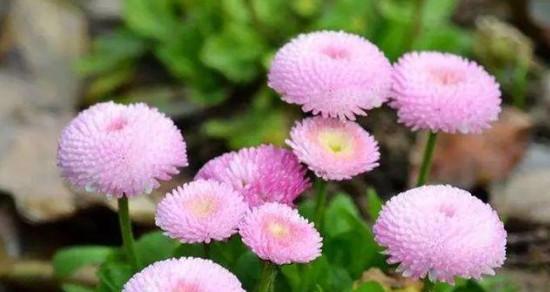 雏菊的花语之色彩缤纷、花意绵延（解读雏菊的不同颜色与花语）
