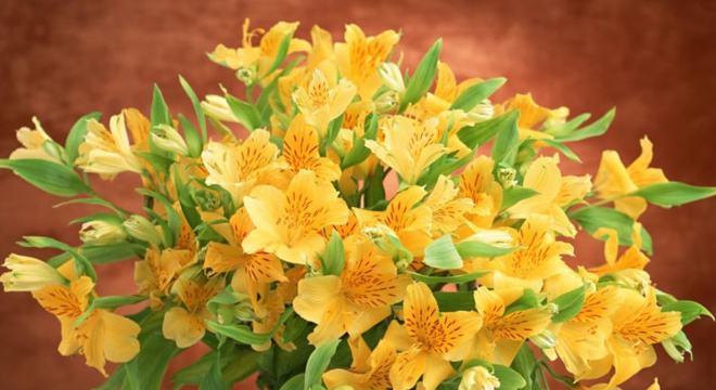 以代表友谊的花语花为主题的文章（用花语传递友谊的美好）