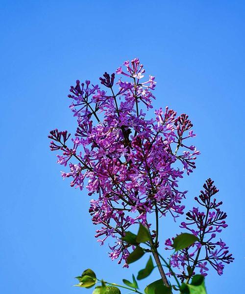 丁香花的代表意义与故事（丁香花的传说）