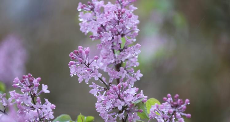 丁香花花语（丁香花花语的意义及文化传承）