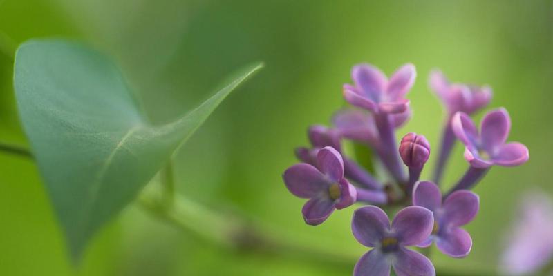 丁香花语，寄托着爱与祝福（花开丁香）