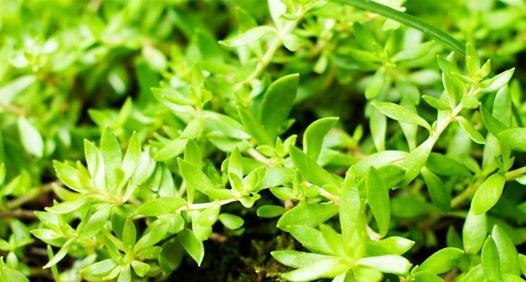 黑骨藤的生长环境及分布范围