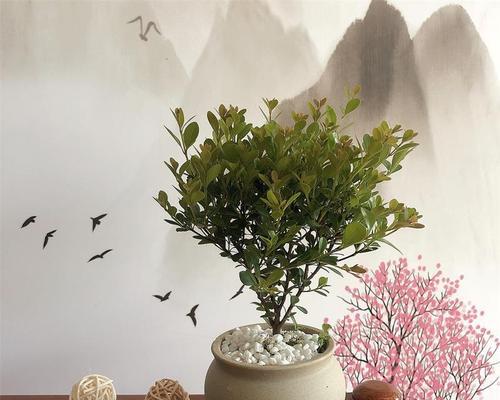 赤楠（探寻赤楠之美）