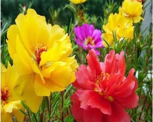 花开花谢，毁灭与重生的永恒律动（以代表毁灭与重生的花为主题的探索与思考）