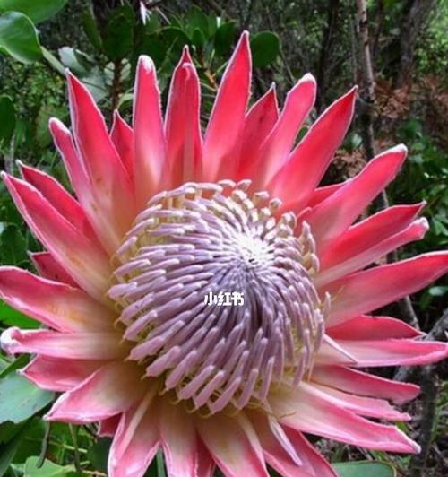 帝王花的花语与寓意（探索帝王花的意义和象征）