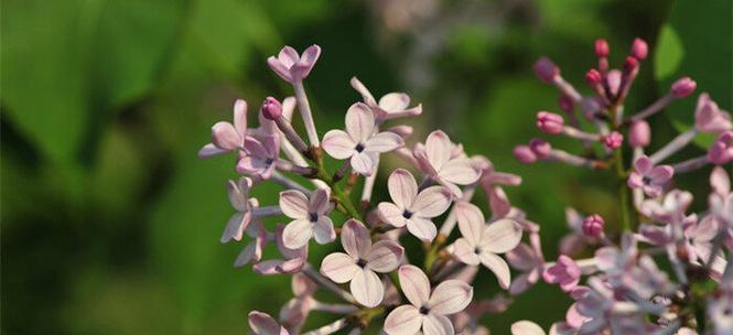 丁香花（丁香花语的意义与传承）