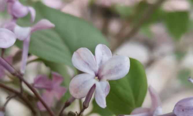 丁香花（赏丁香花）