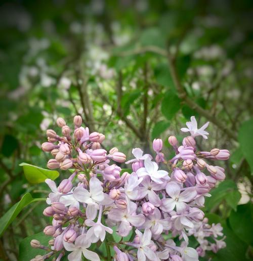 丁香花的花语与寓意（传承与希望的花园—丁香花的神秘魅力）