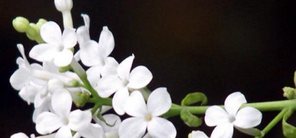 丁香花的花语与象征意义（用花语传递丁香的爱情和坚韧）