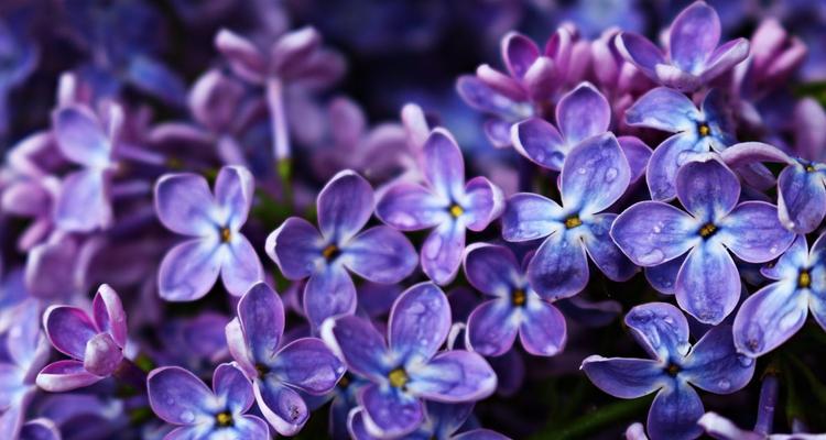 丁香花（花海中的丁香）