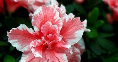 杜鹃花的花语和寓意——爱的承诺与希望（美丽的杜鹃花）
