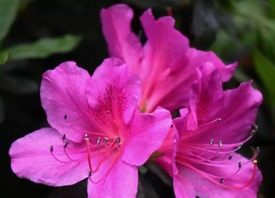 勒杜鹃的花语（探索勒杜鹃花语的含义与象征）