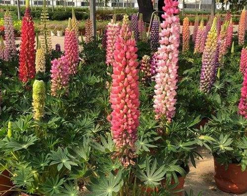 多年生植物的象征意义及其美妙之处（探索多年生植物的生命力与坚韧精神）