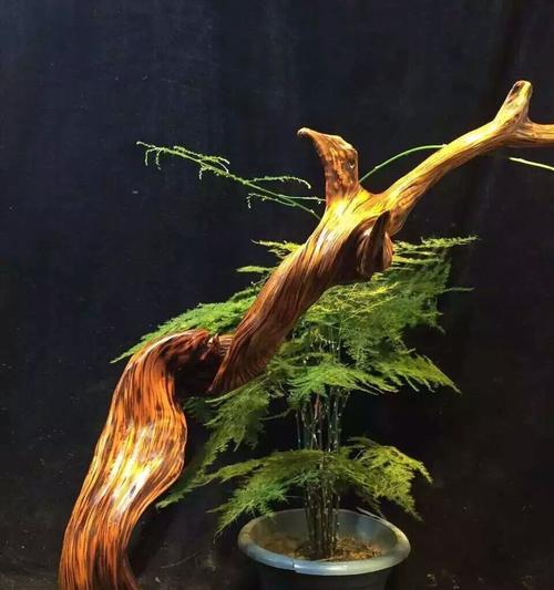 崖柏之美——它们的生长环境（探寻崖柏的生命密码）