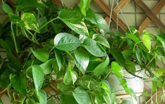 盐汽水能否成为浇花神器（探究盐汽水浇花的利弊及适用范围）