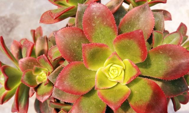 艳日辉开花全过程详解（探秘艳日辉的开花样子及特点）