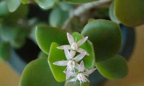 燕子掌开花之花期与照顾方法（燕子掌花期长短有何讲究）