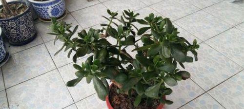 燕子掌到底有毒吗（燕子掌的种类、属性以及是否适合在家里养）