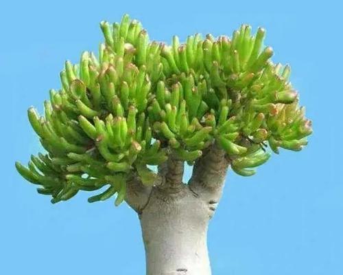 如何修剪燕子掌（一步步教你打造完美的燕子掌）