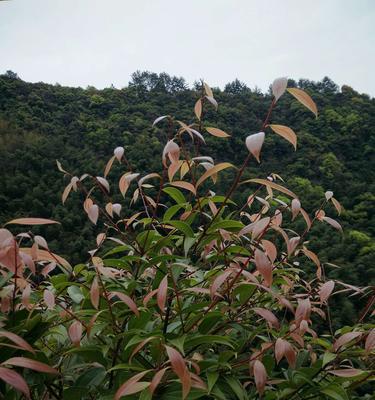 甘棠之恩情深意长（甘棠花开代表永恒的爱情）