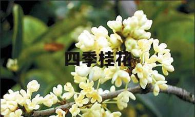 桂花的寓意与象征风水（传承中华文化的香气与美丽）