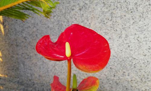 红掌花（红掌花语）
