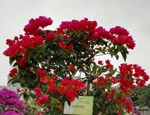 江门市的市花——杜鹃花的花语寓意（探寻江门市花杜鹃花的文化内涵）