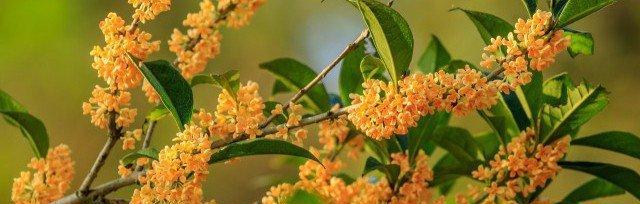 金桂花开，寓意丰收（探秘金桂花的开花季节与寓意）