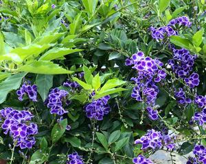 金露花的花语和寓意（揭示金露花的神秘花语和寓意之美）