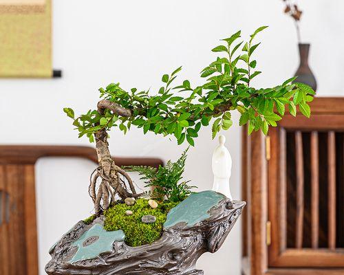 家中种榆树盆景的风水好处（榆树盆景的养护与摆放技巧）