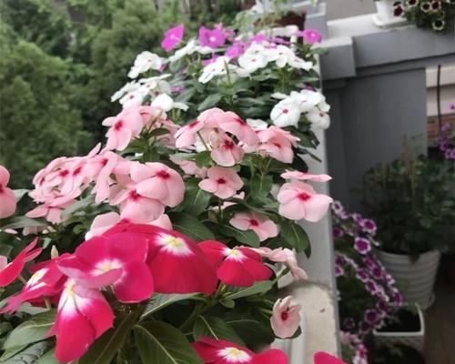 家里种长春花，招财旺运（种植技巧与风水禁忌）