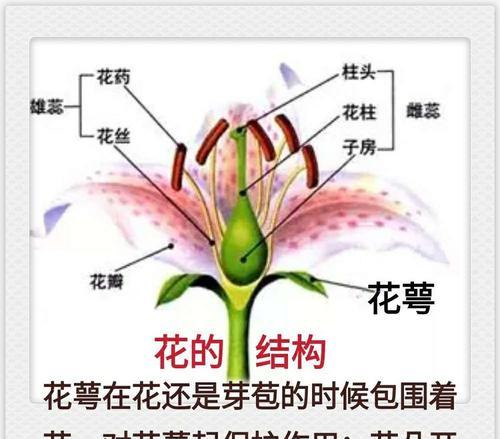 嘉宝果催花时间和方法详解（轻松让嘉宝果开出盛放的花朵）