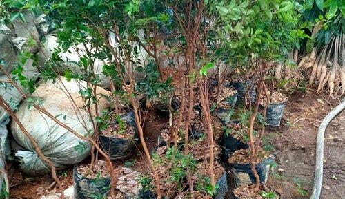 嘉宝果树的种植及适应环境（适合在何种环境下种植）