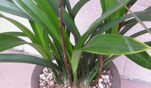 如何科学管理兰花花期（兰花花期管理方法与要点）