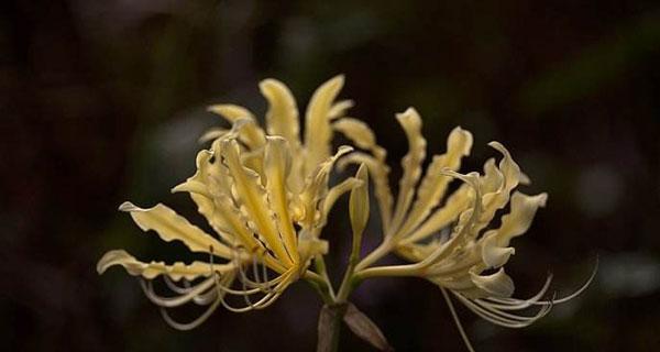 曼陀罗花语与寓意（解读曼陀罗花的深层含义）