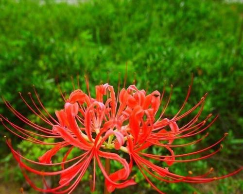 曼陀沙华花语（探寻曼陀沙华花的美丽与深情）