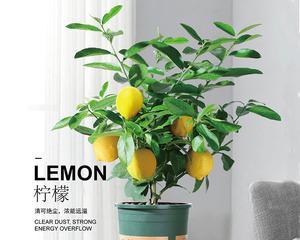 室内养柠檬树的技巧（柠檬树的生长要求及适宜环境条件）