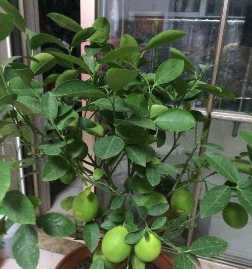 柠檬树开花次数（探究柠檬树一年开花的规律）