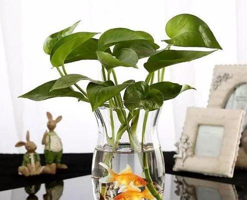 柠檬水浇花好不好（浇什么花好）