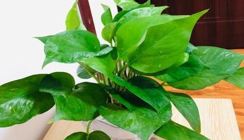 浇花的新选择——柠檬酸（绿色环保）