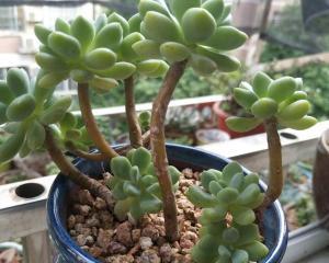 凝脂莲，容易养护的水生植物（如何养殖凝脂莲）