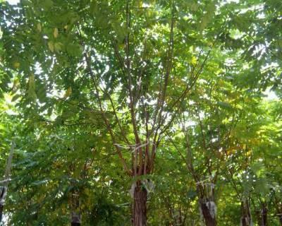 宁夏种树指南（适合种植的树种及其特点）