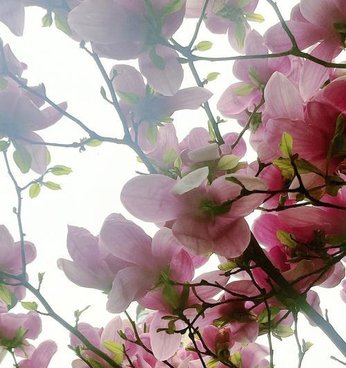 紫玉兰花的寓意与象征意义（解读紫玉兰的花语与文化内涵）