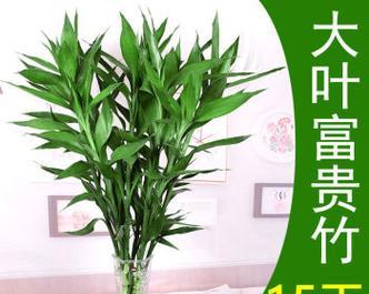富贵竹与搬家的吉祥寓意（以富贵竹为财运象征）