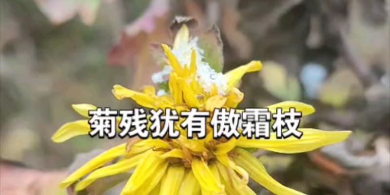 以菊残犹有傲霜枝——傲霜枝的内涵与意义（探索傲霜枝的崇高品质及对人生的启示）