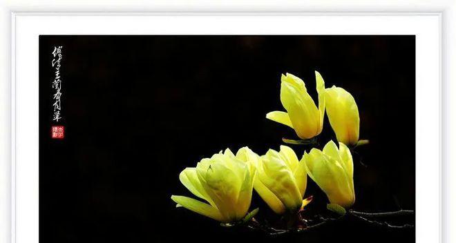 倦倚玉栏，香近语低——夜晚静思月下之美（以倦倚玉栏看月晕）