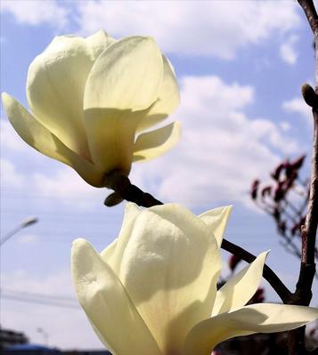 白玉兰花语之美与寓意（探索白玉兰花的内涵与象征）